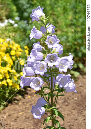 風鈴（鈴鐺） 40744773