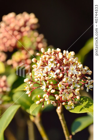 Siquimia花 Siquimia花 40744833