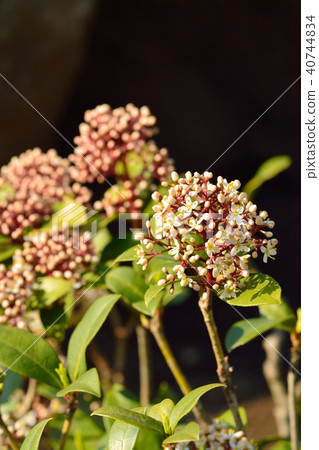 Siquimia flower 40744834