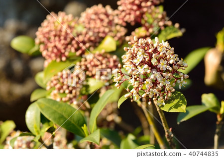 Siquimia花 Siquimia花 40744835