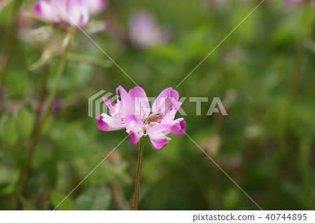 Wild flower "Renge" Scenery in rural area: Hirakata, Osaka Wild flower "Renge" Scenery in rural area: Hirakata, Osaka 40744895