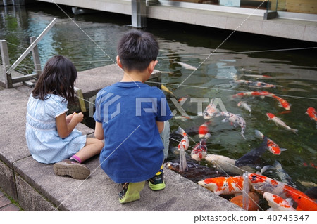 餵養食物的孩子到鯉魚在池塘 餵養食物的孩子到鯉魚在池塘 40745347