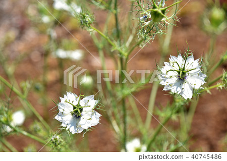 黑三葉草（黑種子草） 40745486