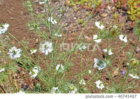 Black clover (black seed grass) 40745487