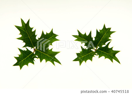 Cross Holly 40745518