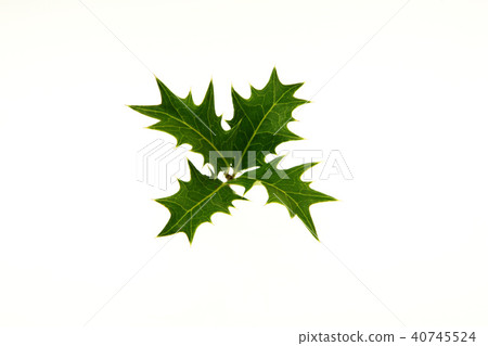 Cross Holly 40745524