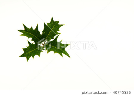 Cross Holly 40745526