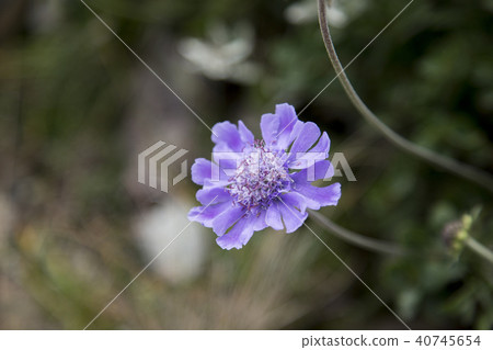 Alpine plants of Happoone Alpine plants of Happoone 40745654