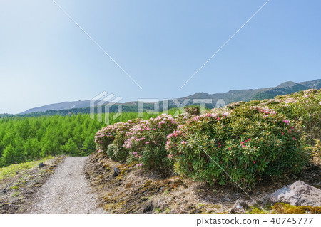 Rhododendron blooms Asama Plateau 40745777