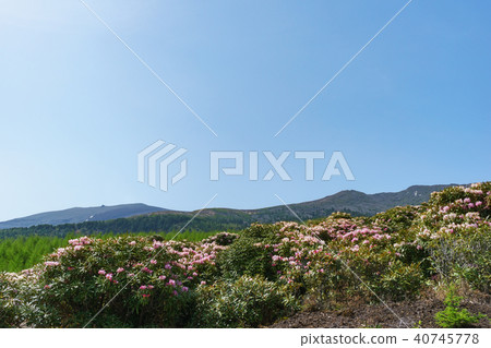 杜鵑花盛開淺間高原 40745778