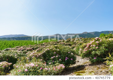 杜鵑花盛開淺間高原 40745779