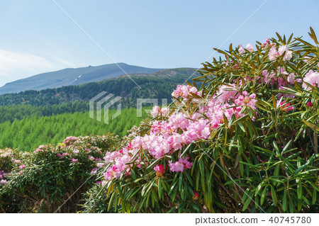 Rhododendron blooms Asama Plateau 40745780