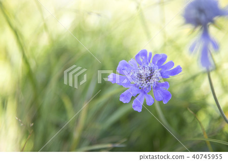 Happoone的高山植物 40745955