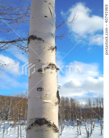 Biei blue pond winter white birch trunk 40745969