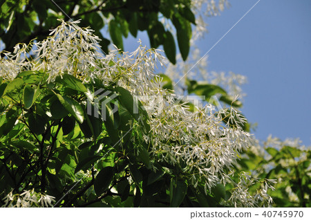Hitotsubago (What a monkey tree) 40745970