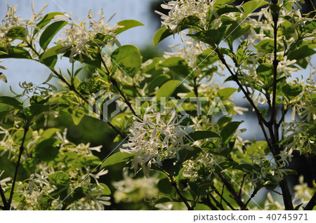 Hitotsubago (What a monkey tree) 40745971