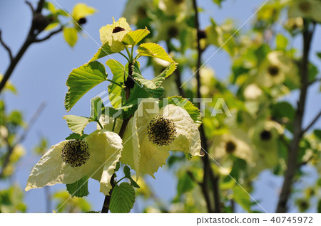 Handkerchief tree (pigeon tree) 40745972