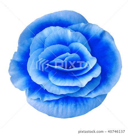 Flower blue begonia isolated on white background Flower blue begonia isolated on white background 40746137