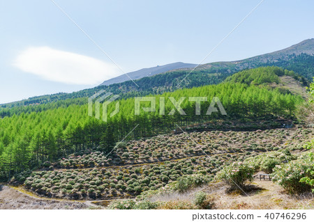 Rhododendron blooms Asama Plateau 40746296