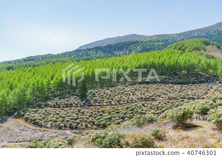 Rhododendron blooms Asama Plateau 40746301