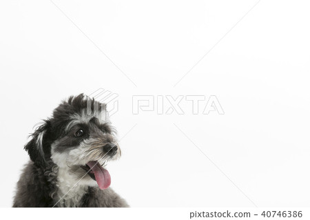 Martinez, Poodle Mix 40746386