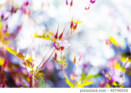 Hefeuro and colorful back ⑤ Hefeuro and colorful back ⑤ 40746938