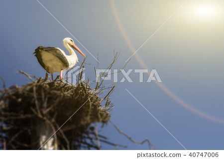 white stork in a large nest. white stork in a large nest. 40747006