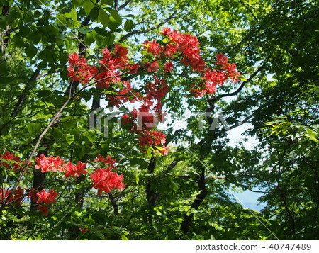 Minamino Alps Kuruyama Yamatoji Minamino Alps Kuruyama Yamatoji 40747489