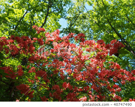 Minamino Alps Kuruyama Yamatoji 40747490