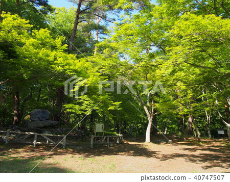 月亮石楓樹公園 月亮石楓樹公園 40747507