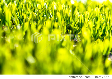 Tea field in Shizuoka prefecture 40747656