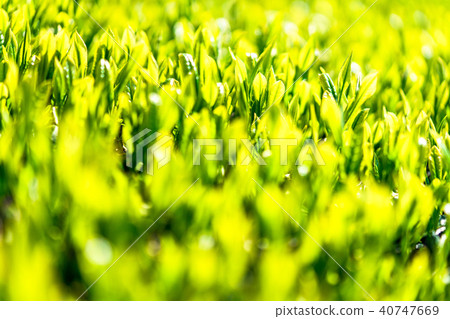 靜岡縣的茶園 40747669