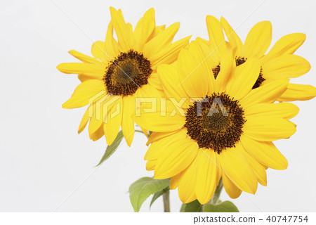 向日葵 向日葵 40747754