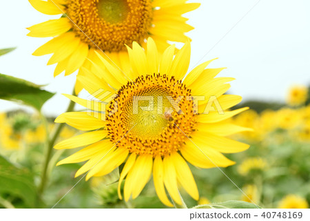 向日葵 40748169