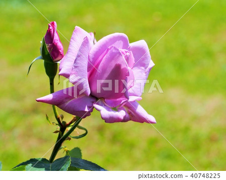 Light purple rose 40748225