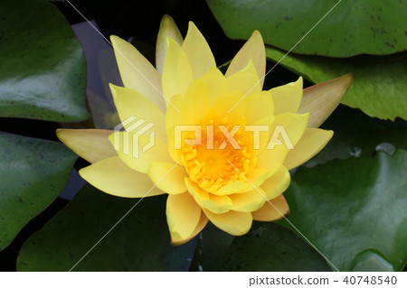 blossom bloom blossom bloom 40748540