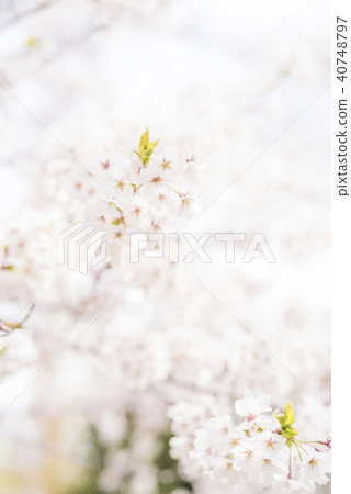 Somei Yoshino (High Key & Up) 40748797