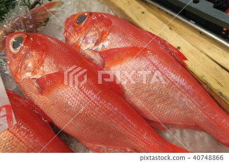 紅鯛魚 40748866