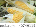 成熟的黃色玉米 40749115