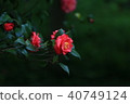 紅色山茶花 紅花 深綠色背景 40749124