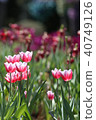 室外鬱金香花園特寫 白天 台灣 40749126