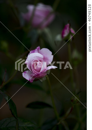 Roses, blooming roses, pink roses 40749128