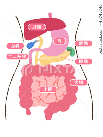 內部消化系統例證說明圖 內部消化系統例證說明圖 40749240