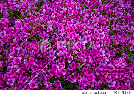 桃紅色光亮的杜娟花花 40749358