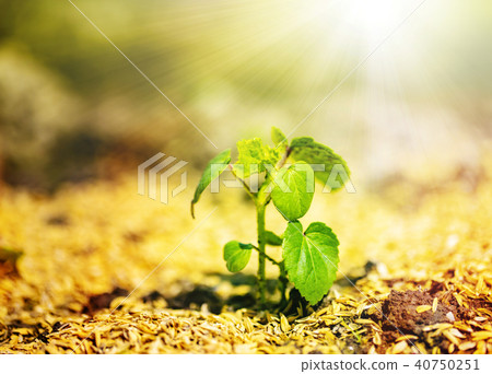 Where the sprout grows Image of life etc. ② Where the sprout grows Image of life etc. ② 40750251
