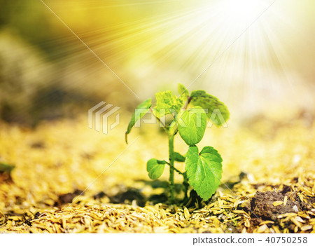 Where new bud grows Image of life etc. ⑤ Where new bud grows Image of life etc. ⑤ 40750258