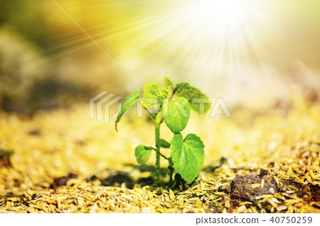 Where the sprout grows Image of life etc ⑥ Where the sprout grows Image of life etc ⑥ 40750259
