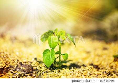 Where buds grow like seedlings images of life etc. ⑦ Where buds grow like seedlings images of life etc. ⑦ 40750260