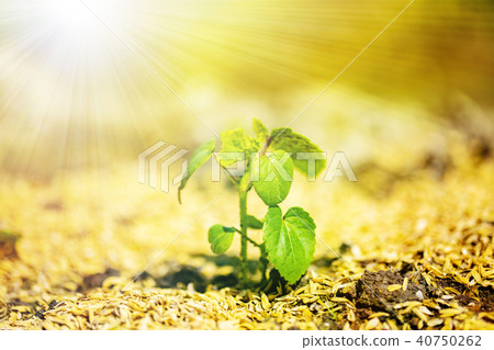 Where the sprout grows Image of life etc. ⑨ 40750262