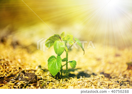 Where the sprout grows Image of life etc. ⑩ Where the sprout grows Image of life etc. ⑩ 40750288